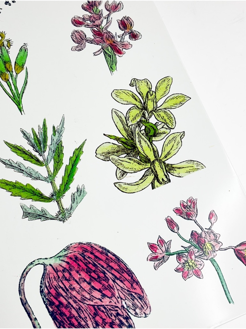 Crabtree & Evelyn Floral Botanical Decorative Tin - Pink, Green, Yellow Accents - Picture 2 of 6
